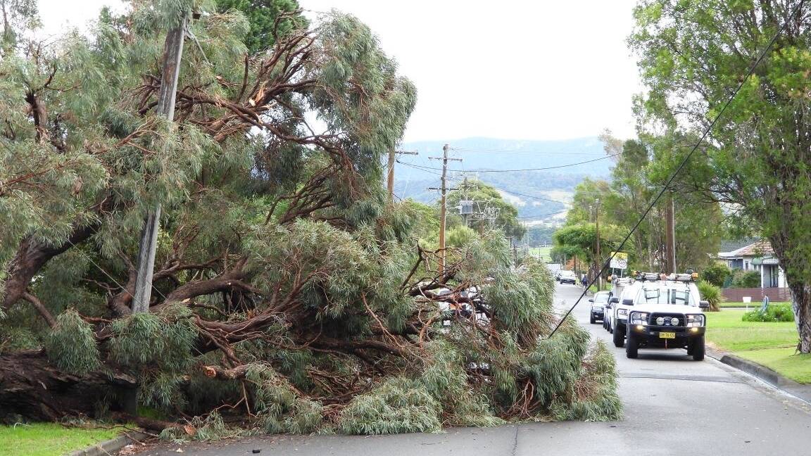 A large tree has fallen onto powerlines on Macquarie Street at Albion Park causing an outage for 36 customers. Picture by Darren Malone