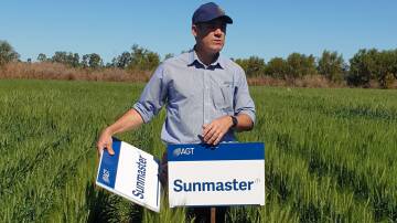 Central Queensland farmers were impressed by Sunmaster at it's variety launch at the NVT trial site, Jambin, Queensland. Picture supplied