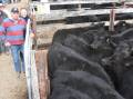 Ian and Noelene Cargill, Billaglen Pastoral, Braidwood, with 29 Angus steers weighing 328 kilograms that made $1100 a head at the Braidwood weaner sale last Friday. Picture by Helen De Costa. 