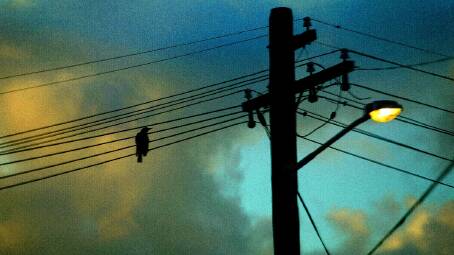 A bird sitting on powerlines. File picture 