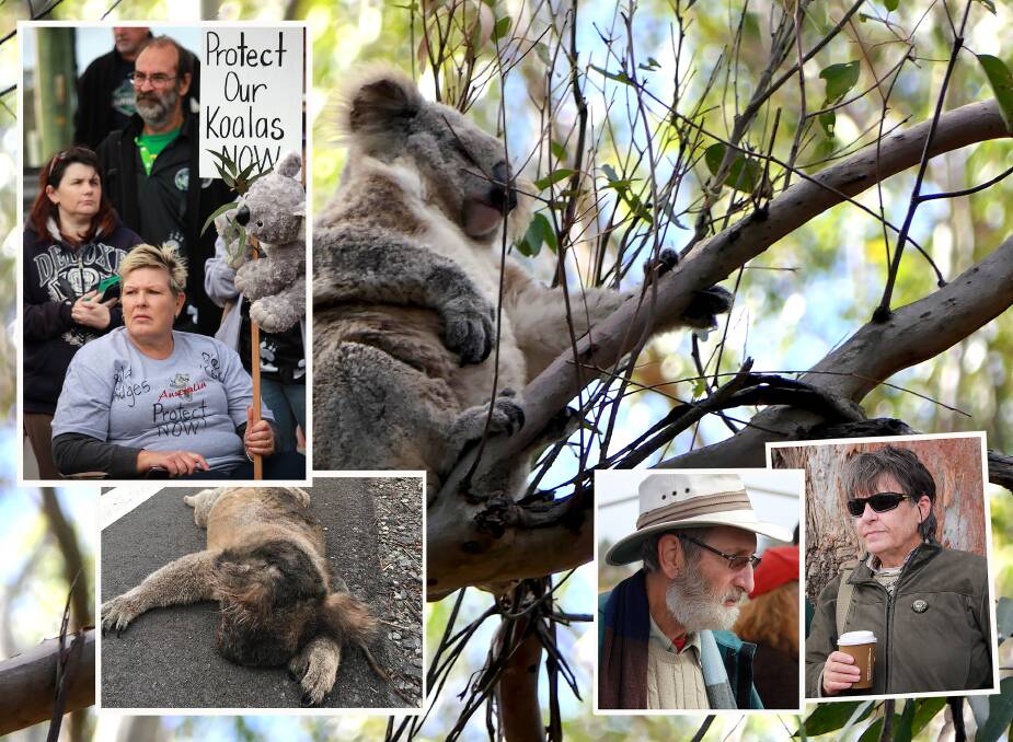 Clockwise from top left: Koala protesters on Sunday, a koala found by Pat Durman in a tree near the Gilead development site, koala veterans Dr Robert Close and Julie Sheppard, and one of the poor road kills of recent weeks. 