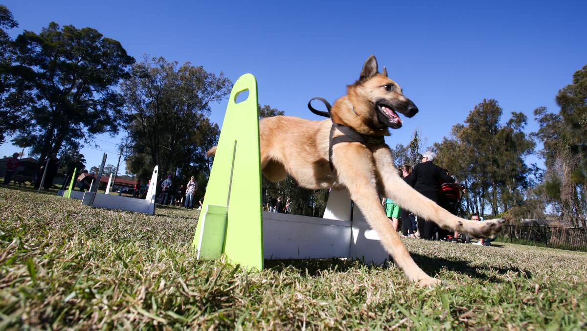 Happy pooch: Belgian Shepherd Bones at the Oak Flats Dog Park. Council staff will consider creating new dog-friendly areas. Picture: Adam McLean