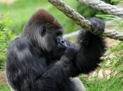In 1871 hotel owner George Osborne swore he saw a gorilla in the bush at Dapto.