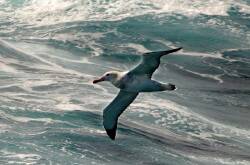 Oceanex say they will undertake an aerial bird and mammal survey followed by the collection of wind, wave and climate data at sea in the proposed wind zone.