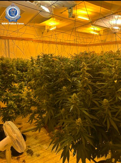 The alleged hydroponic cannabis set up at Koonawarra that was found on December 7. Picture from NSWPF