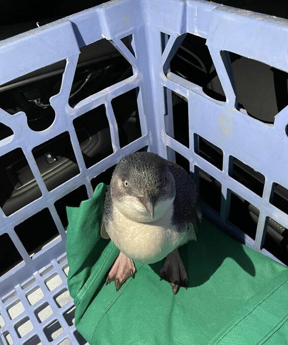 The little penguin rescued from Seam Foam Avenue in Thirroul. Picture supplied by Donna Rout