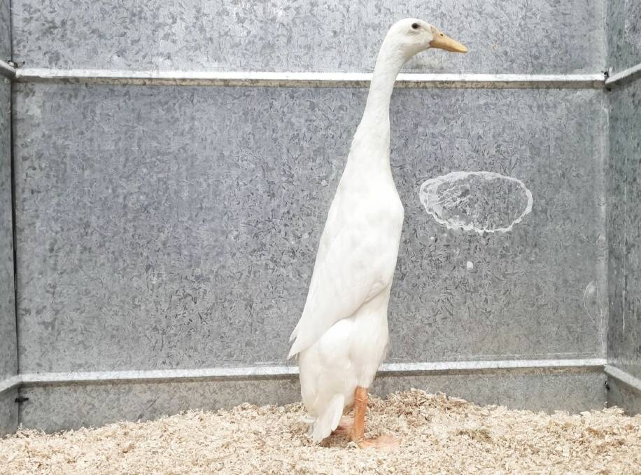 Franklin is the latest duck in the prizewinning Dapto family to be awarded at the Sydney Royal Easter Show. Picture supplied by Gerald Farrugia.