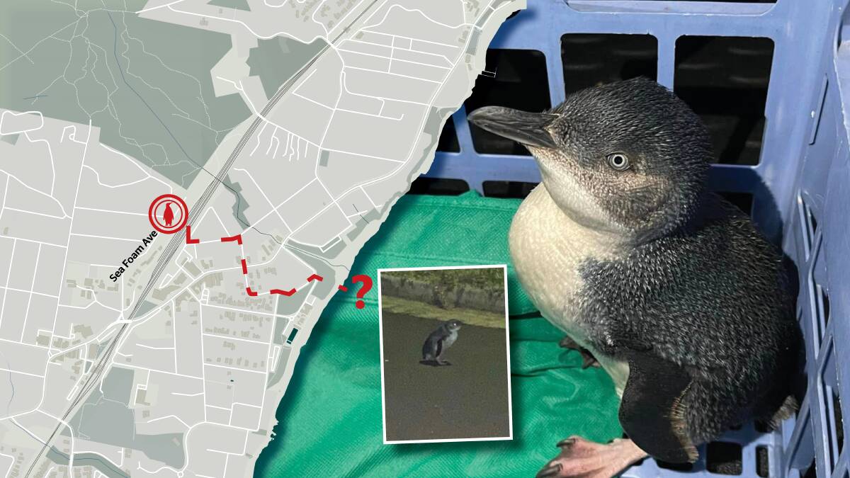 Left, a map where the little penguin was found in Thirroul. Right, the Little Penguin and inset picture of the photo taken by a pizza delivery driver. Picture graphic by ACM, Pictures supplied by Donna Rout