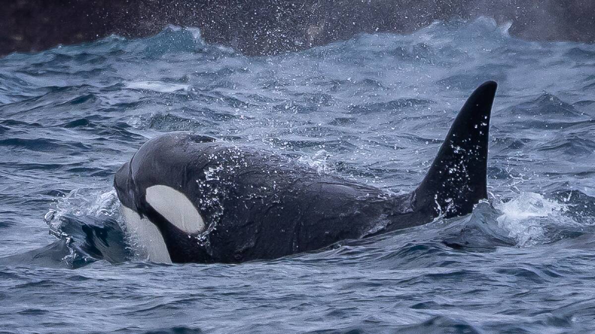 Impressive killer whale powering through the water. Picture by David Rogers Photography