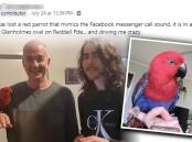 Top: One Facebook user was driven "crazy" by Poppy the Parrot. Bottom Left: Poppy with saviour Mark and his son. Bottom Right: Poppy in all her glory. Pictures supplied