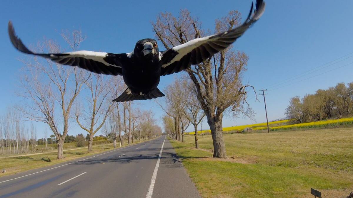 Cyclist dies after avoiding swooping magpie in Woonona
