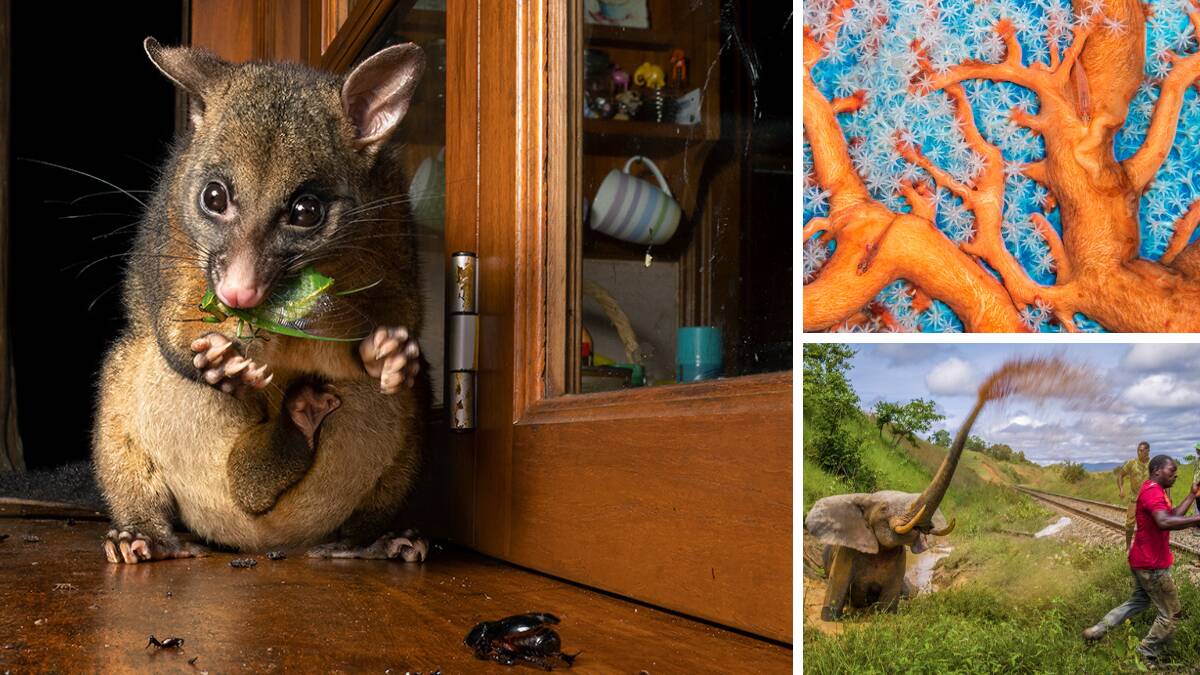 Just some of the images from the Wildlife Photographer of the Year exhibition now on show in Sydney. Pictures by Caitlin Henderson, Alex Mustard and Jasper Doest.