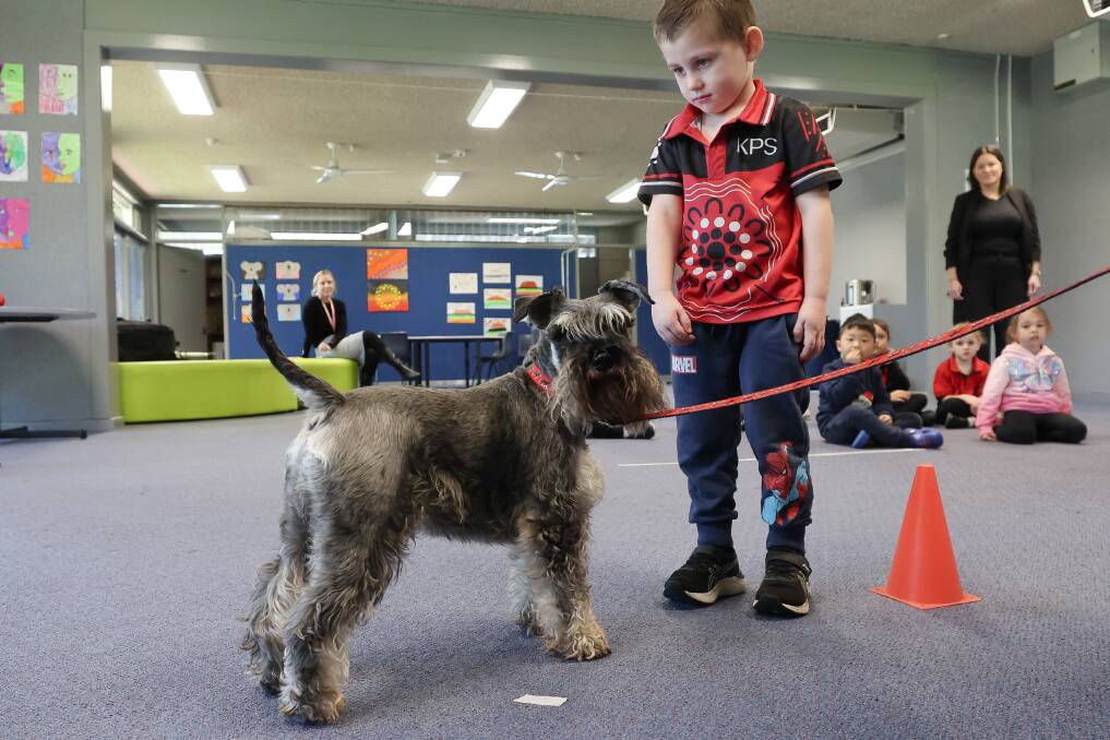 Schnauzer Tig (and his human) spent time at Koonawarra preschool to help everyone with some key tips on getting on with dogs. Picture by Adam McLean 