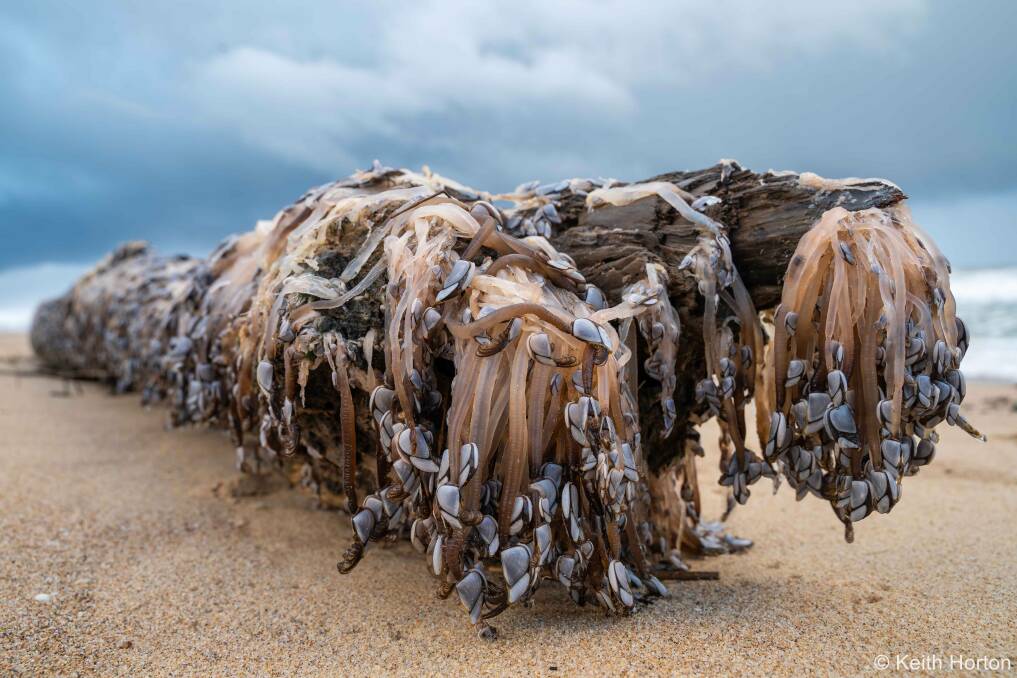 Goose Barnacles on the Beach'. Pic by Keith Horton.