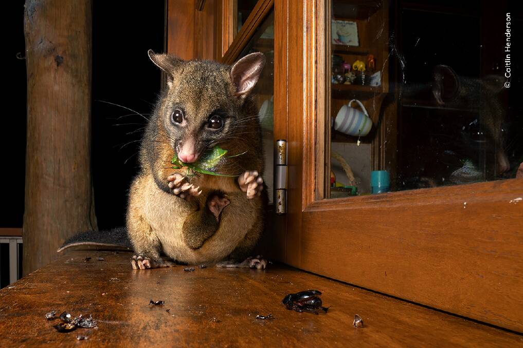 A possum snacks on a large cicada. Picture by Caitlin Henderson, Wildlife Photographer of the Year
