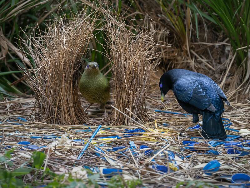'Satin Bowerbirds' by Keith Horton. Pic supplied.