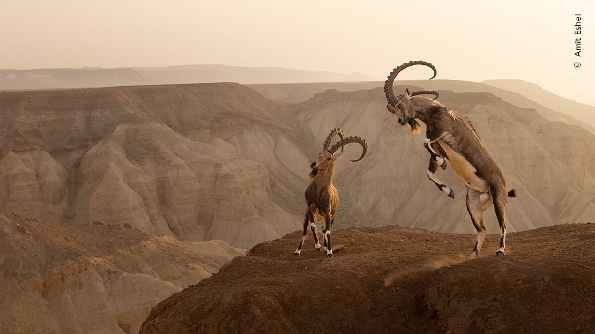 Picture by Amit Eshel, Wildlife Photographer of the Year
