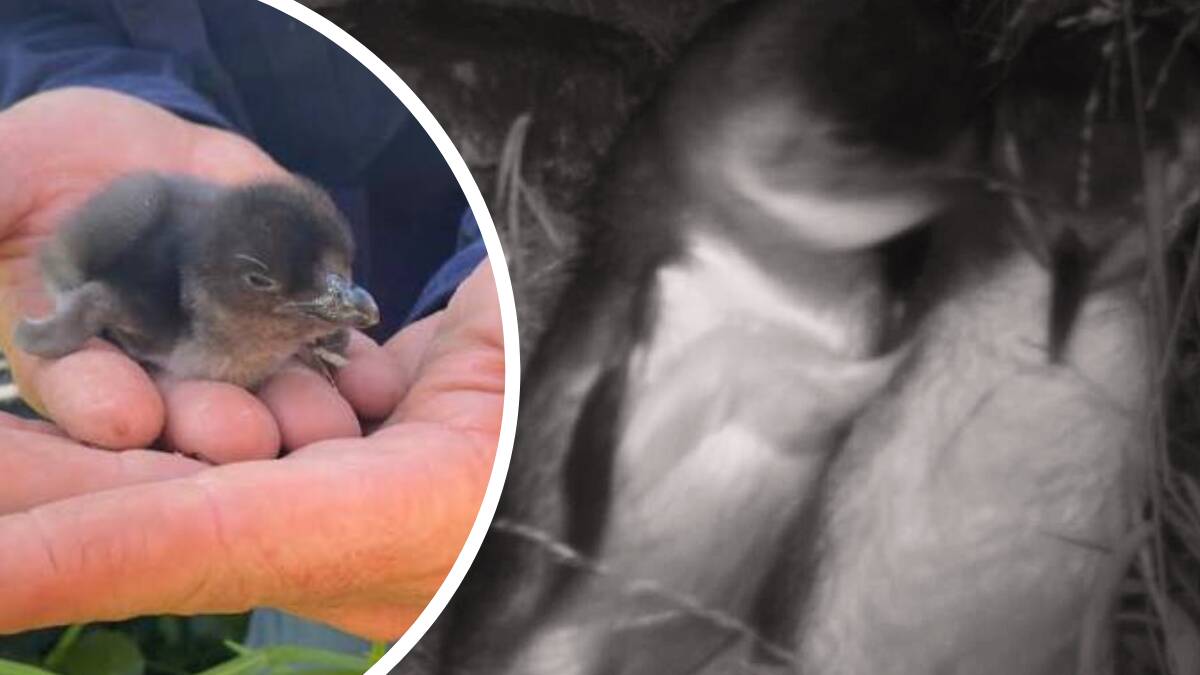 Senior research scientist Nicholas Carlile holds a chick the same size as the one which has hatched in Eden, black and white photo shows penguins courting. Pictures by NSW Department of Planning & Environment