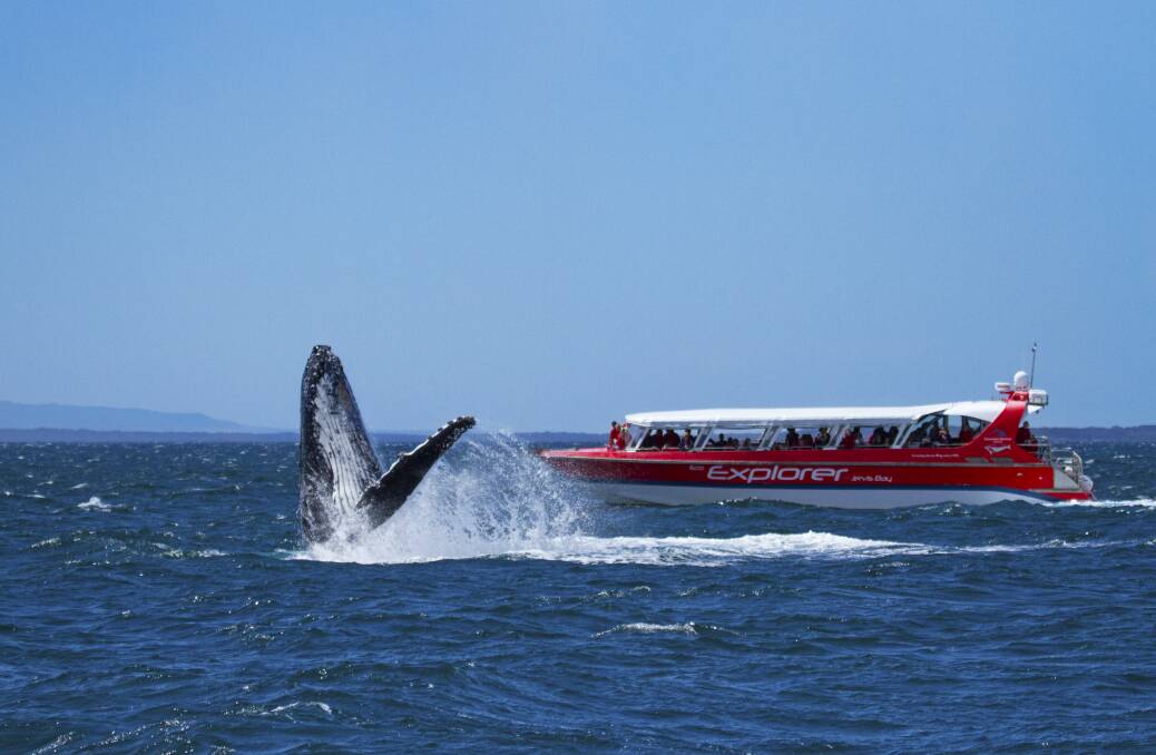 whale watching cruise wollongong