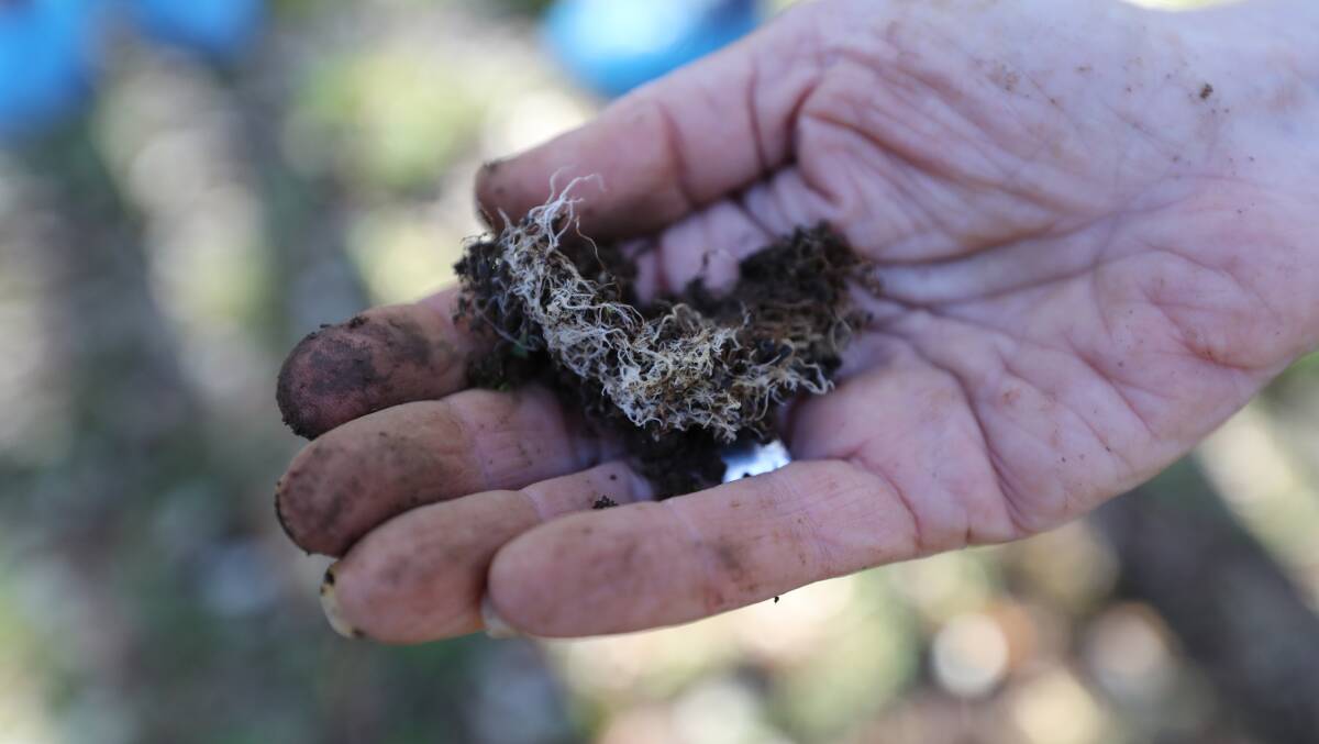 The mycelium which mats together to create the environment for the prized truffles to grow. Picture by Robert Peet