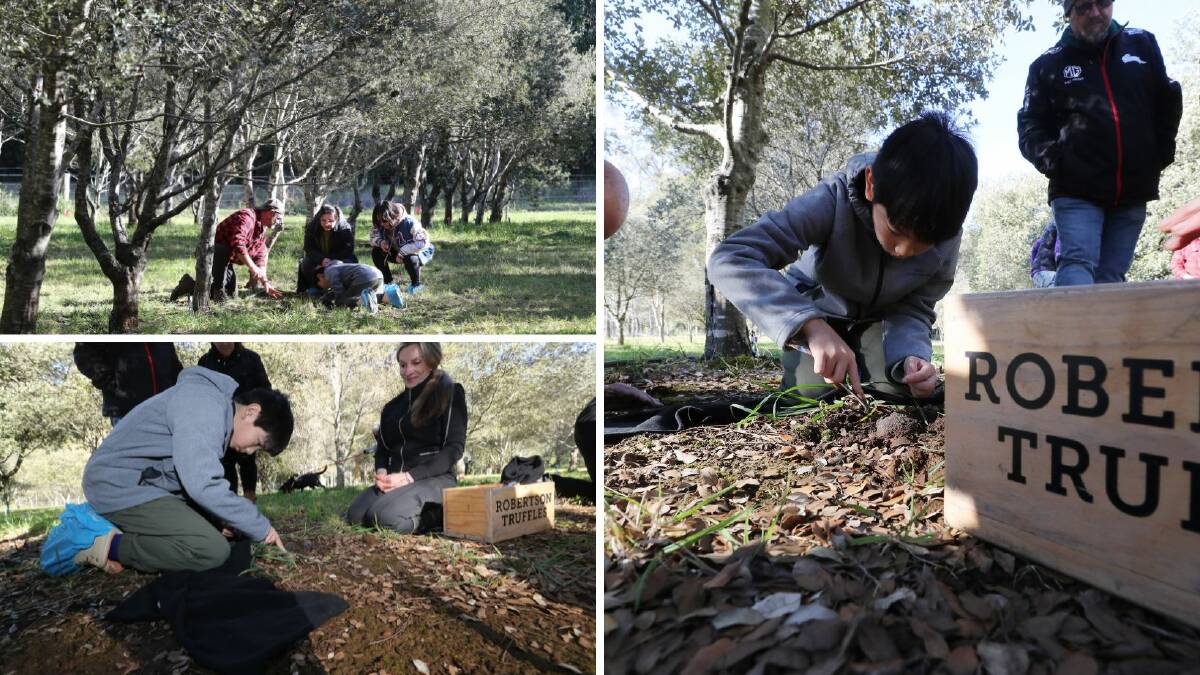 Ten-year-old Hayden carefully digs around a truffle. Pictures by Robert Peet