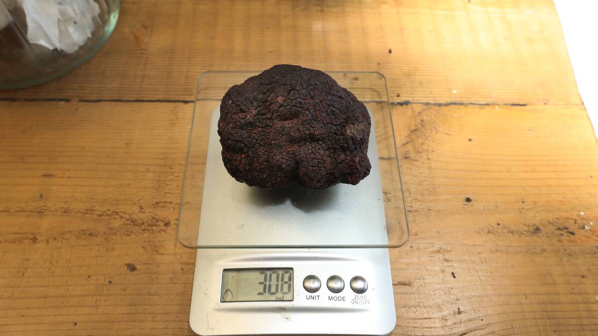 One of the largest truffles found so far this year - at 308 grams it's worth almost $850. Picture by Robert Peet