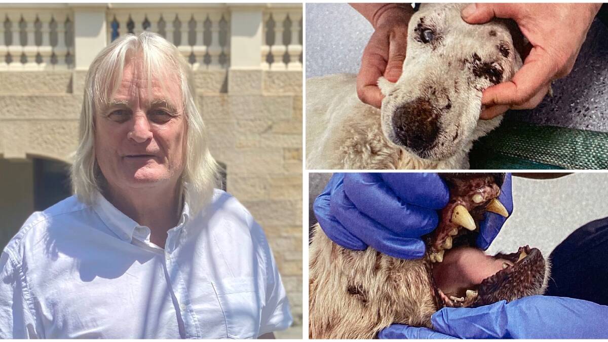 Robin Charles Harvey was convicted over the neglect of dogs Scruffy (top) and Wobbles, who suffered missing teeth and severe periodontal disease. 