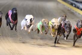 The new GRNSW Track Strategy will see a minimum of an additional 56 meetings for Country Class greyhounds at TAB tracks in 2024-25. Picture supplied