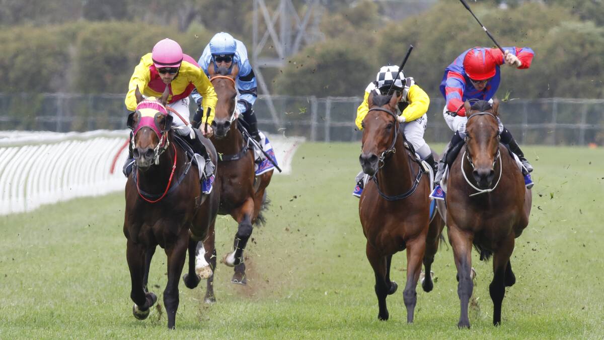 HOPE: Tye Angland will link up with Flash Fibian (Pink Cap) again in the Provincial Championships heat at Gosford. Picture: bradleyphotos.com.au