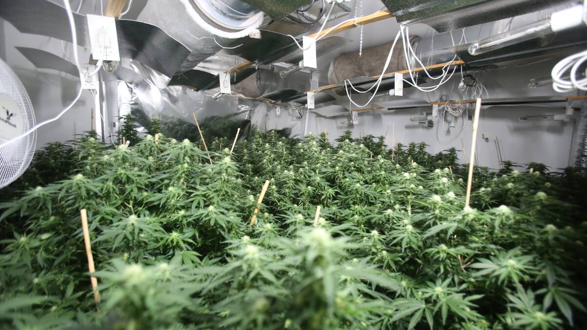 Figtree drug bust: 232 cannabis plants seized, pair denied court bail ...