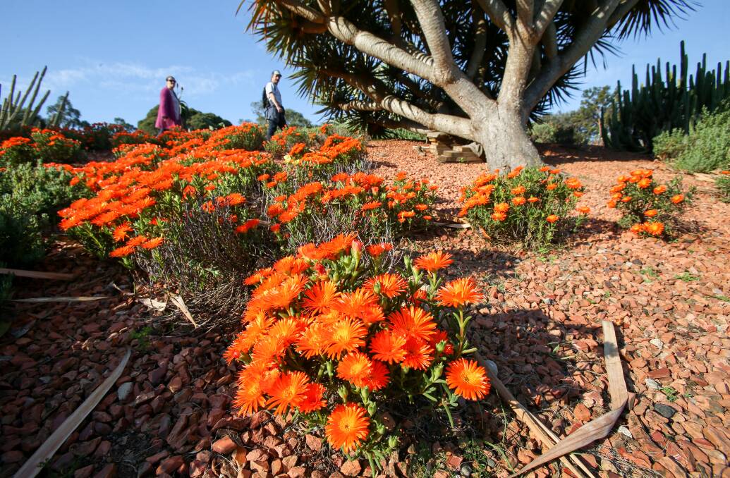 Orange lush: Mesembryanthemum in bloom (left) at the succulent garden of the Wollongong Botanic Gardens.