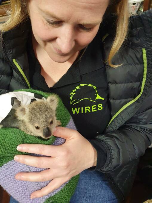 Emma Meddows with 'Koa', rescued after a car strike in Rosemeadow last year. Picture supplied by WIRES