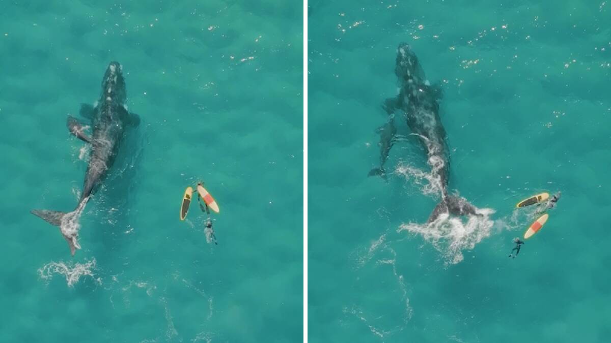Stills taken from footage by Ashley Sykes (ausmashmash on Instagram) show two people with surfboards coming within metres of a southern right whale and her calf.