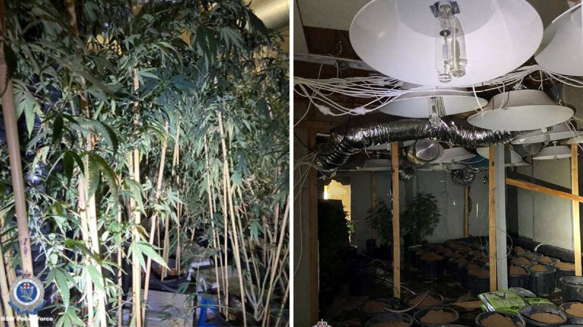 Cannabis plants inside a West Street home, and part of the set-up. Pictures from Wollongong Police District