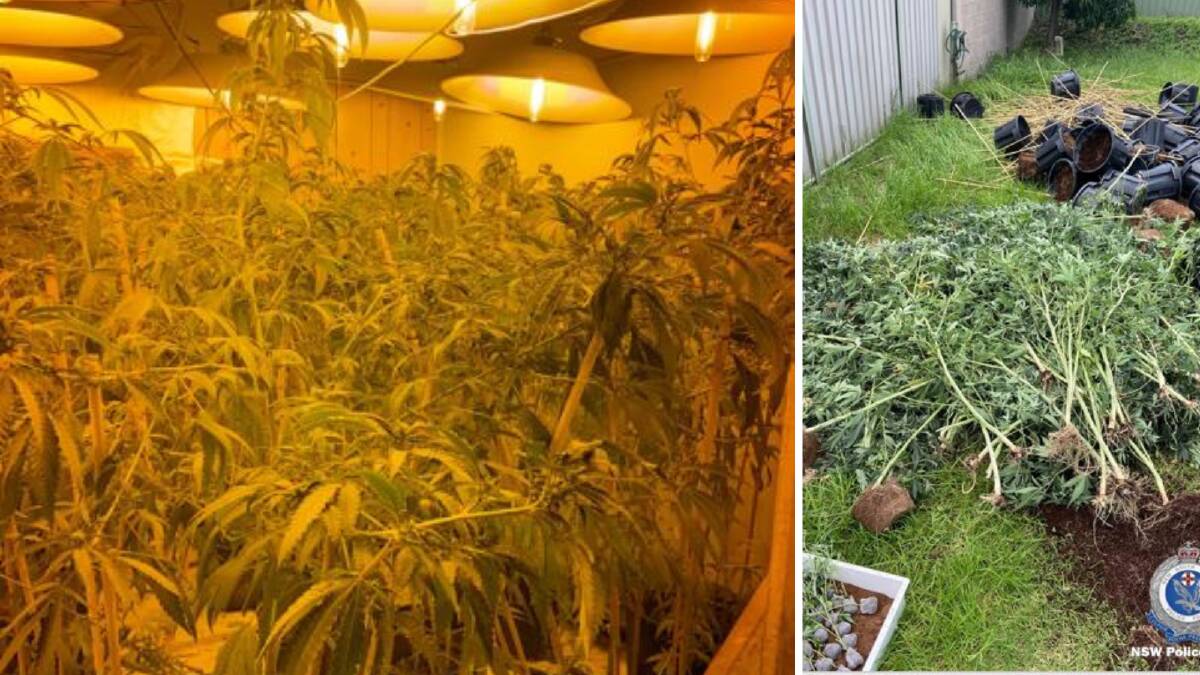 The hydroponic set-up discovered inside a Wollongong home, and some of the plants removed from the house. Pictures from Wollongong Police District