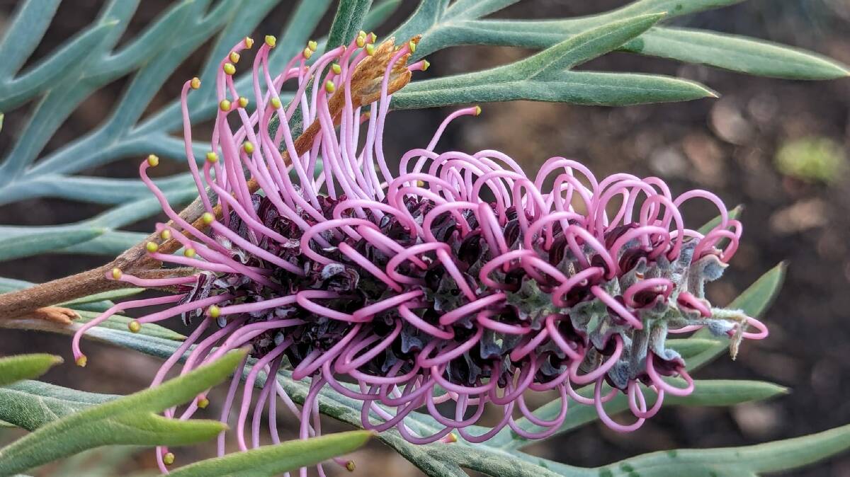 A plant on display in Bulli's grevillea park.