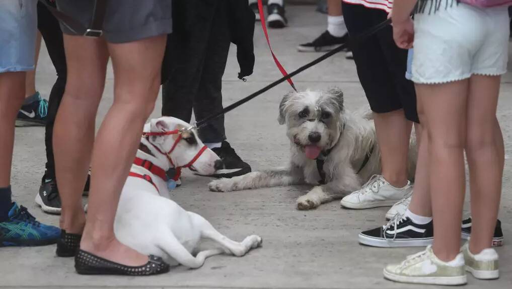 A file image of dogs at a pet festival.