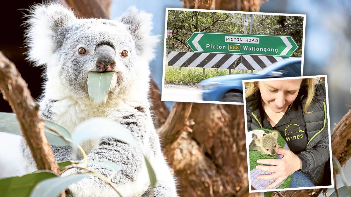 Koalas have few defences to speak of, and none against a car.