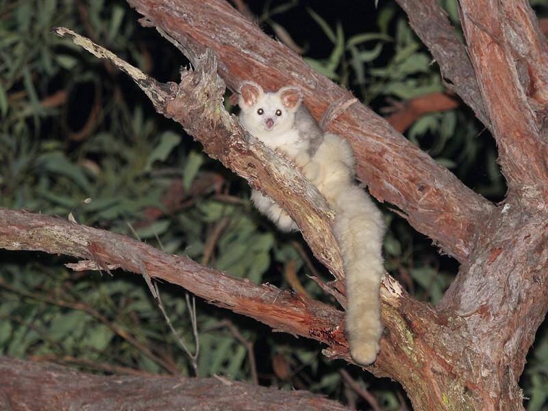 Conservation canines will help locate the vulnerable greater glider on Queensland's Sunshine Coast.