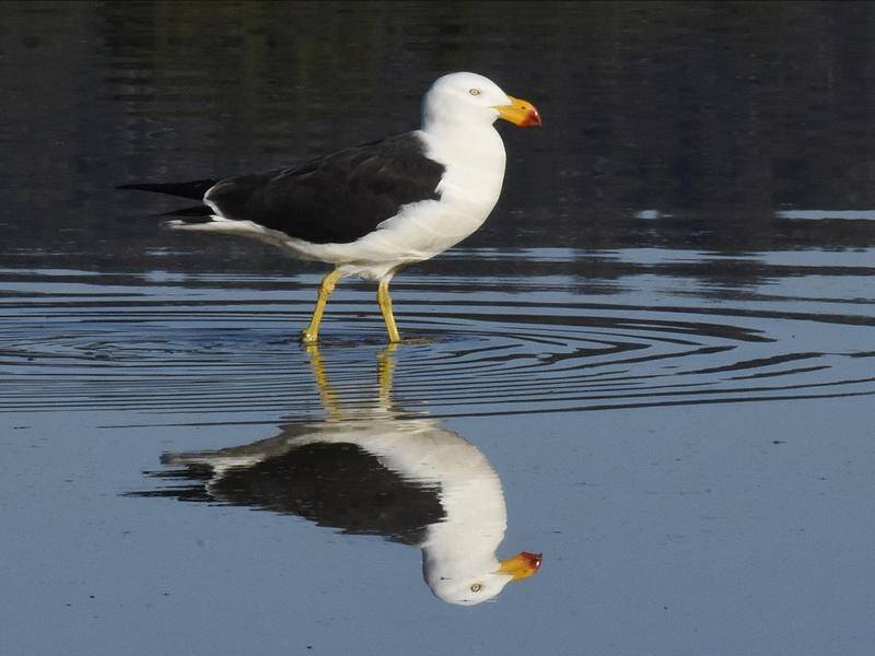 Three species of resourceful gulls, including the Pacific Gull, are on the rise. (HANDOUT/DR ERIC WOEHLER)
