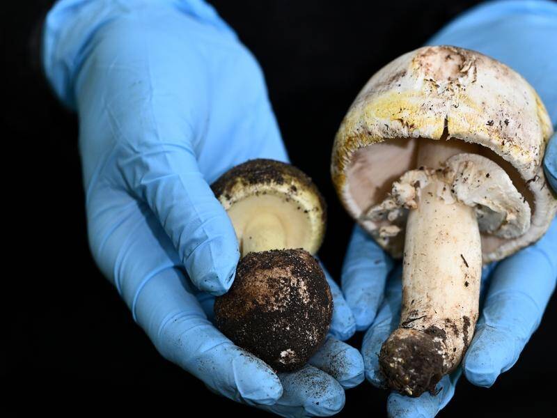 Three people have died, and a man is ill with suspected mushroom poisoning, after sharing a meal. (Joel Carrett/AAP PHOTOS)