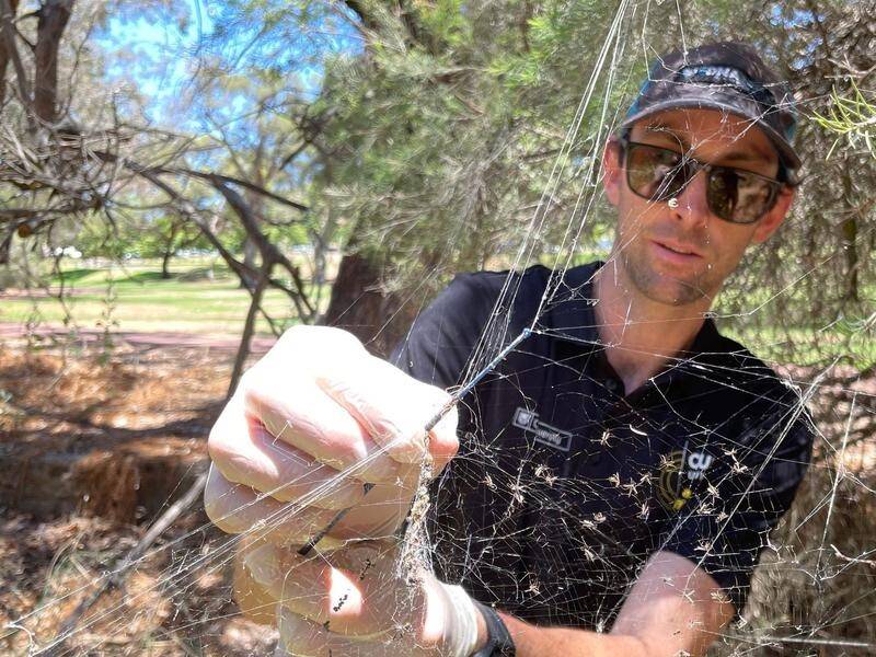 Spider webs help scientists unravel secrets of the wild, Illawarra Mercury