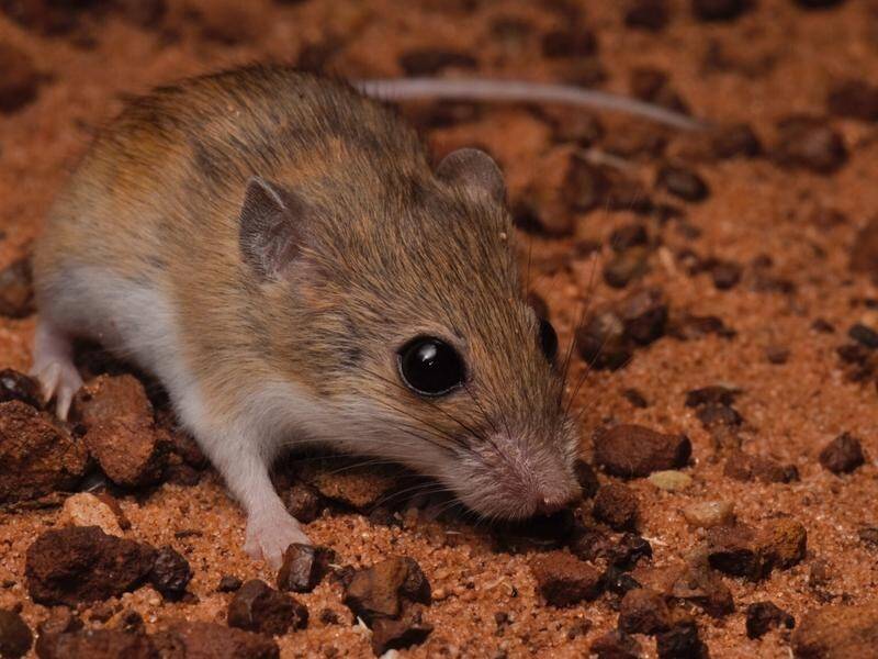 Research has found there are three, rather than only one, species of delicate mouse in Australia. (HANDOUT/AUSTRALIAN NATIONAL UNIVERSITY)