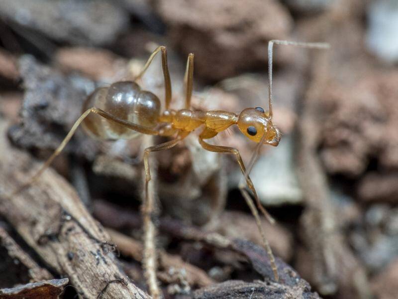 More than 360 hectares near Cairns have been cleared of yellow crazy ants. (HANDOUT/JAMES COOK UNIVERSITY)