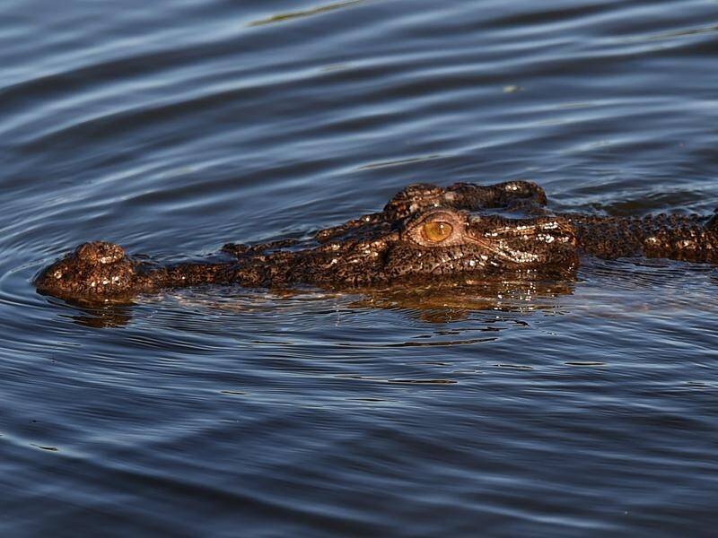 A crocodile that took a girl was shot by rangers on Sunday and resurfaced two days later. (Dean Lewins/AAP PHOTOS)