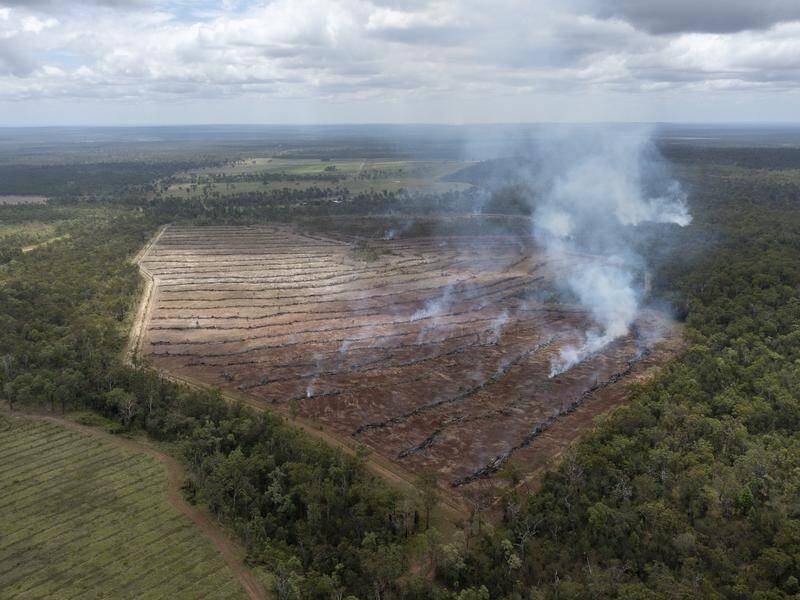 Companies could be held liable for nature-related risks, such as deforestation from beef farming. (HANDOUT/THE WILDERNESS SOCIETY, QUEENSLAND CONSERVATION COUNCIL)