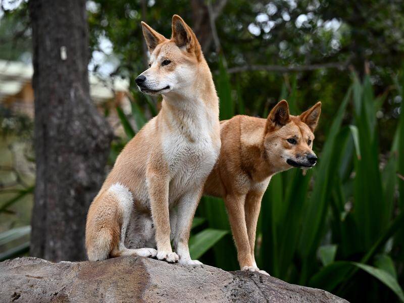 Research has revealed that dingoes have not interbred with domestic dogs, maintaining their purity. (Dan Himbrechts/AAP PHOTOS)