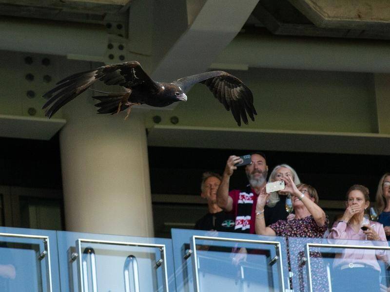 Fans kept a close eye on Auzzie the eagle after he went for an unscheduled flight at Optus Stadium. (David Woodley/AAP PHOTOS)