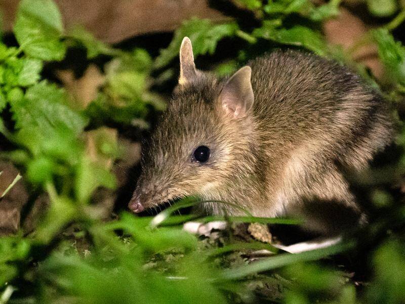 A bandicoot population was reintroduced to Phillip Island in 2017, after it was classed as fox-free. (HANDOUT/PHILLIP ISLAND NATURE PARKS)