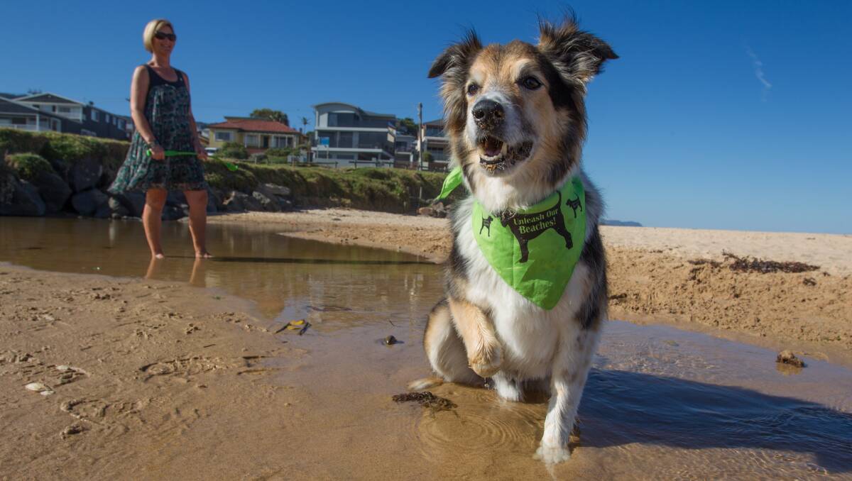 Wollongong council closer to unleashing beach dogs | Illawarra Mercury